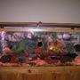 210 gallons freshwater fish tank (mostly fish and non-living decorations) - Full Tank View