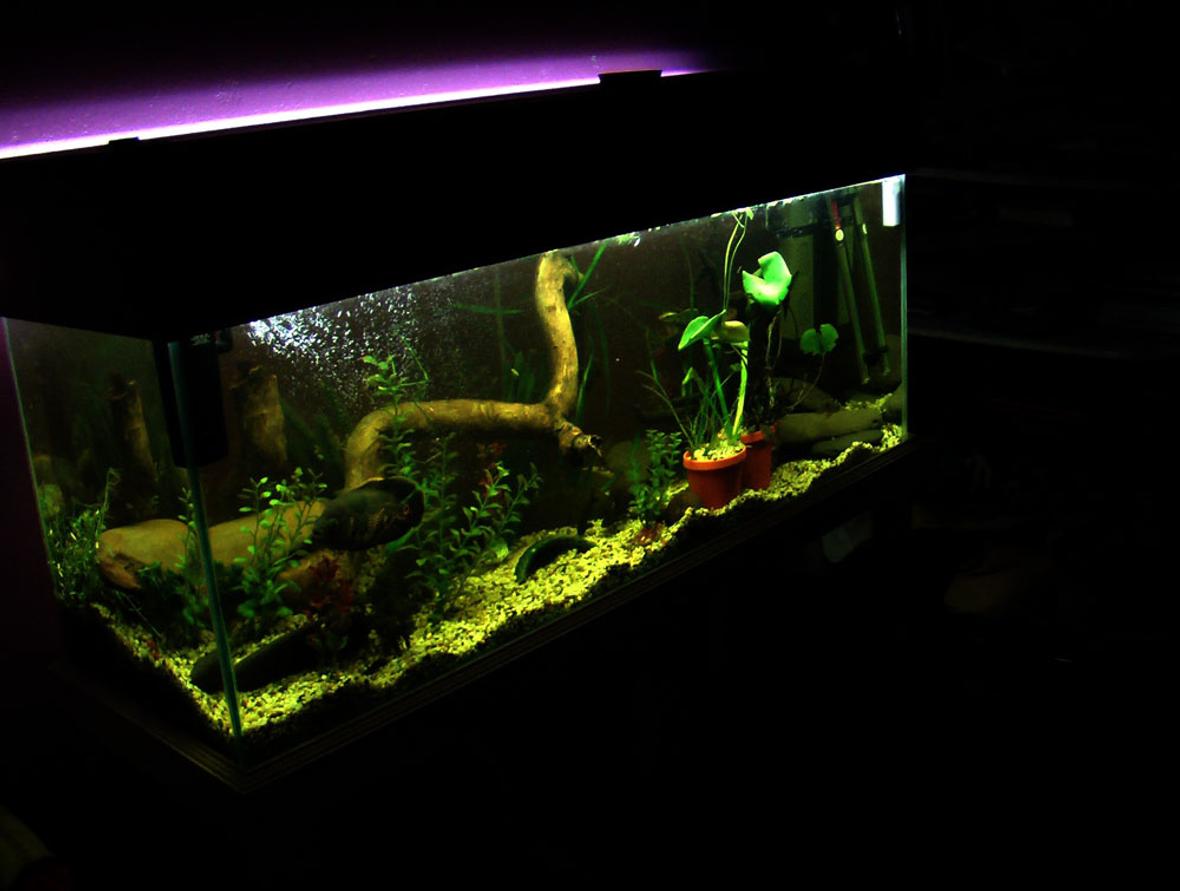 60 gallons planted tank (mostly live plants and fish) - 1 tiger oscar 2 bristle cats 4 salmon cats 1 barred midas 4 jewels