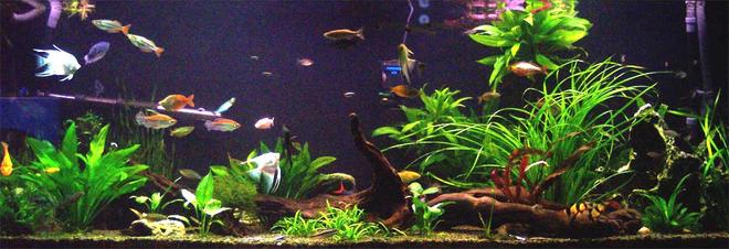100 gallons planted tank (mostly live plants and fish) - Planted community tank.