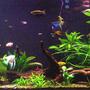 100 gallons planted tank (mostly live plants and fish) - Planted community tank.