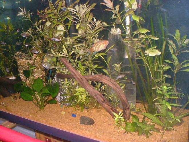 33 gallons planted tank (mostly live plants and fish) - community tank with healthy plants and fish