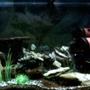 96 gallons freshwater fish tank (mostly fish and non-living decorations) - Tanganyka tank......... Tropheus Moorii 7x Alto Calvus Featherfin Synodontis Pleco 2x half banded barbs Crushed coral and black sand, ceramic pipes, plastic plants, slate and plastic rocks. AR-850.