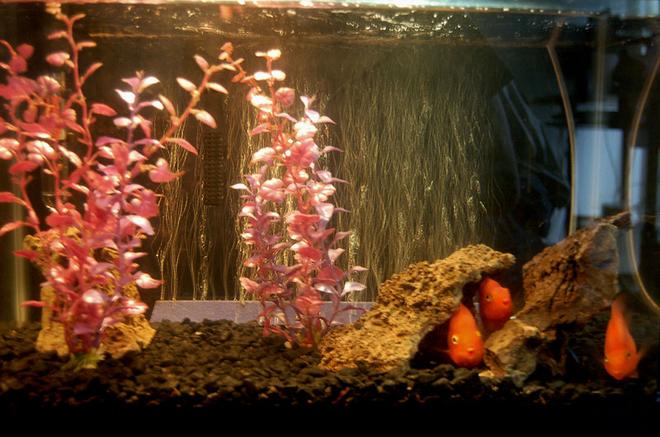 10 gallons freshwater fish tank (mostly fish and non-living decorations) - Kids, 10 Gallon