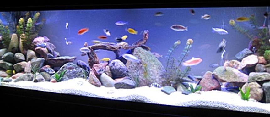 Rated #4: 140 Gallons Freshwater Fish Tank - 140g