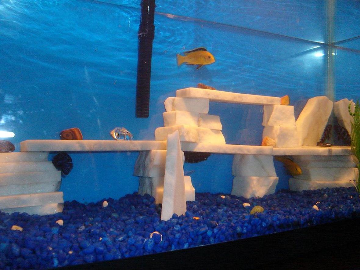 20 gallons freshwater fish tank (mostly fish and non-living decorations) - just my 20 gallon tank decorated with marbel with proved not to be toxic and a fake plant