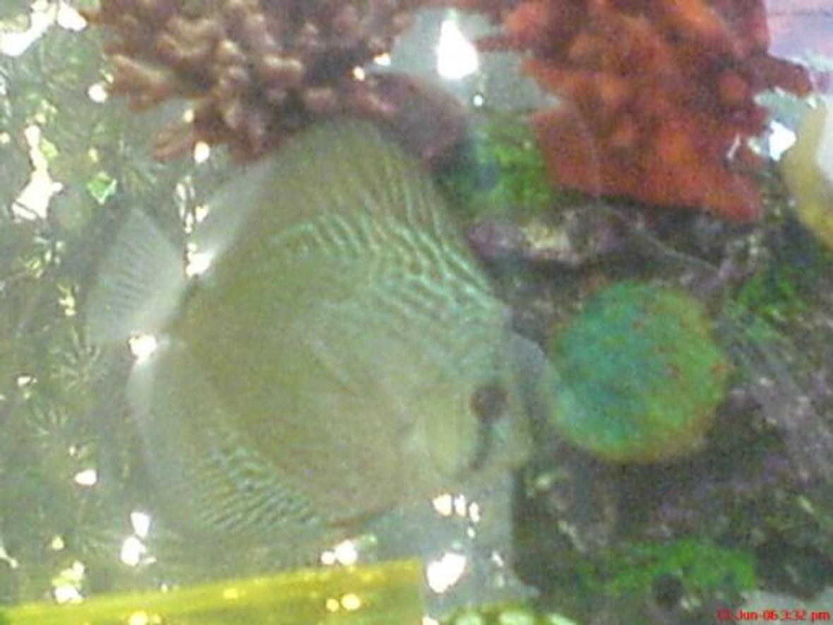freshwater fish - symphysodon aequifasciata sp. - discus stocking in 100 gallons tank - My Discus