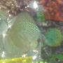 freshwater fish - symphysodon aequifasciata sp. - discus stocking in 100 gallons tank - My Discus