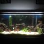 55 gallons freshwater fish tank (mostly fish and non-living decorations) - my tank
