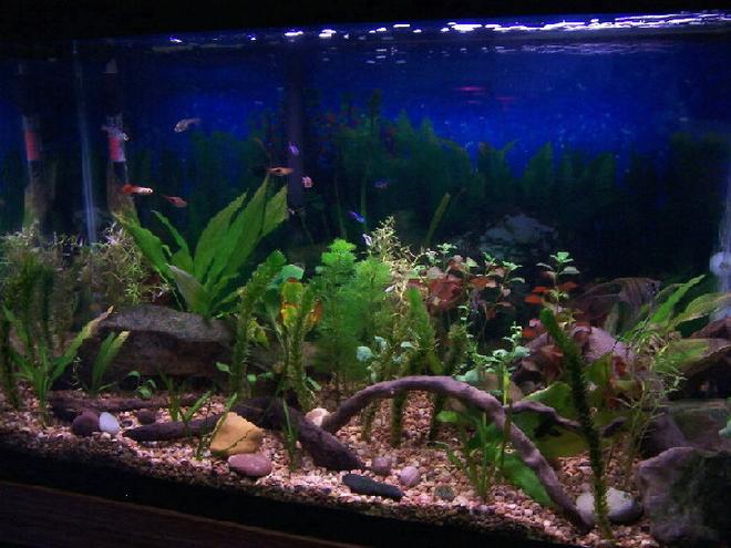 29 gallons planted tank (mostly live plants and fish) - 29 gallon 5 months old with new plants.