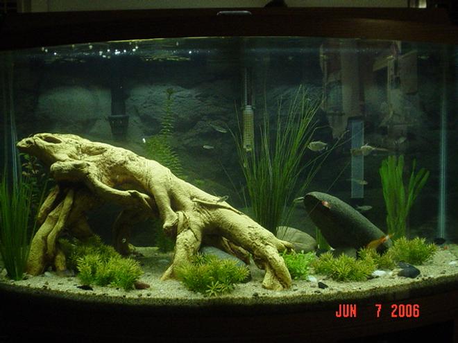 46 gallons planted tank (mostly live plants and fish) - 46 gal bowfront