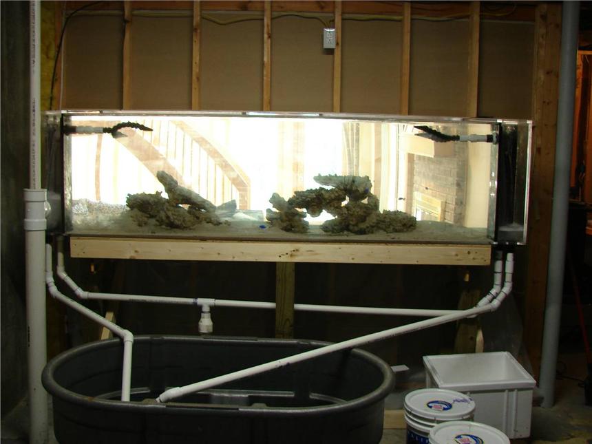 Rated #63: 300 Gallons Saltwater Fish Tank - 300 Gallon Shark Tank (from back)
Banded Shark 7"