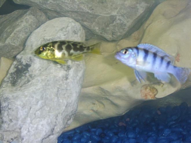 freshwater fish - metriaclima lombardoi - kenyi cichlid stocking in 55 gallons tank - our yellow hap and Kennyi cichlid.