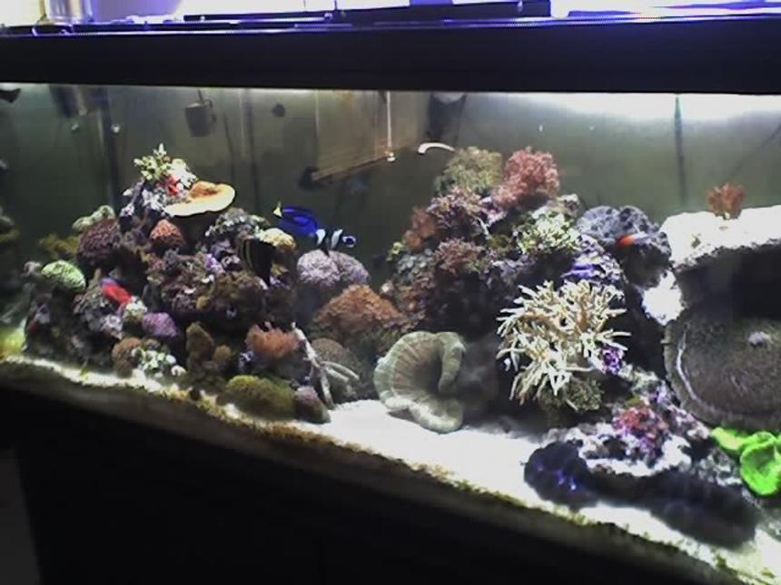 Rated #78: 170 Gallons Reef Tank - update: 6/15/06