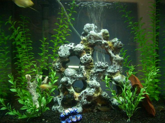 28 gallons freshwater fish tank (mostly fish and non-living decorations) - my tank