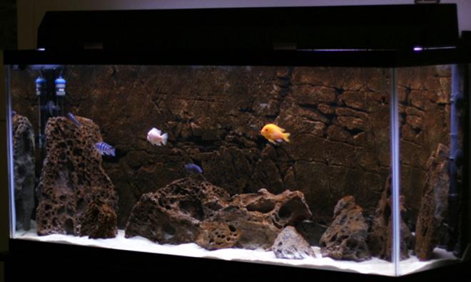 55 gallons freshwater fish tank (mostly fish and non-living decorations) - 55 gallon Malawi Rift:

White beach sand, 40lbs lace rock, Pangea Flatrock IV background (black), Eheim Pro II 2026 canister filter, Ebo Jager 200 Watt heater, All-Glass Twin-Tube strip light.