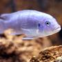 freshwater fish - maylandia callainos - blue cobalt cichlid stocking in 55 gallons tank - Cobalt Zebra