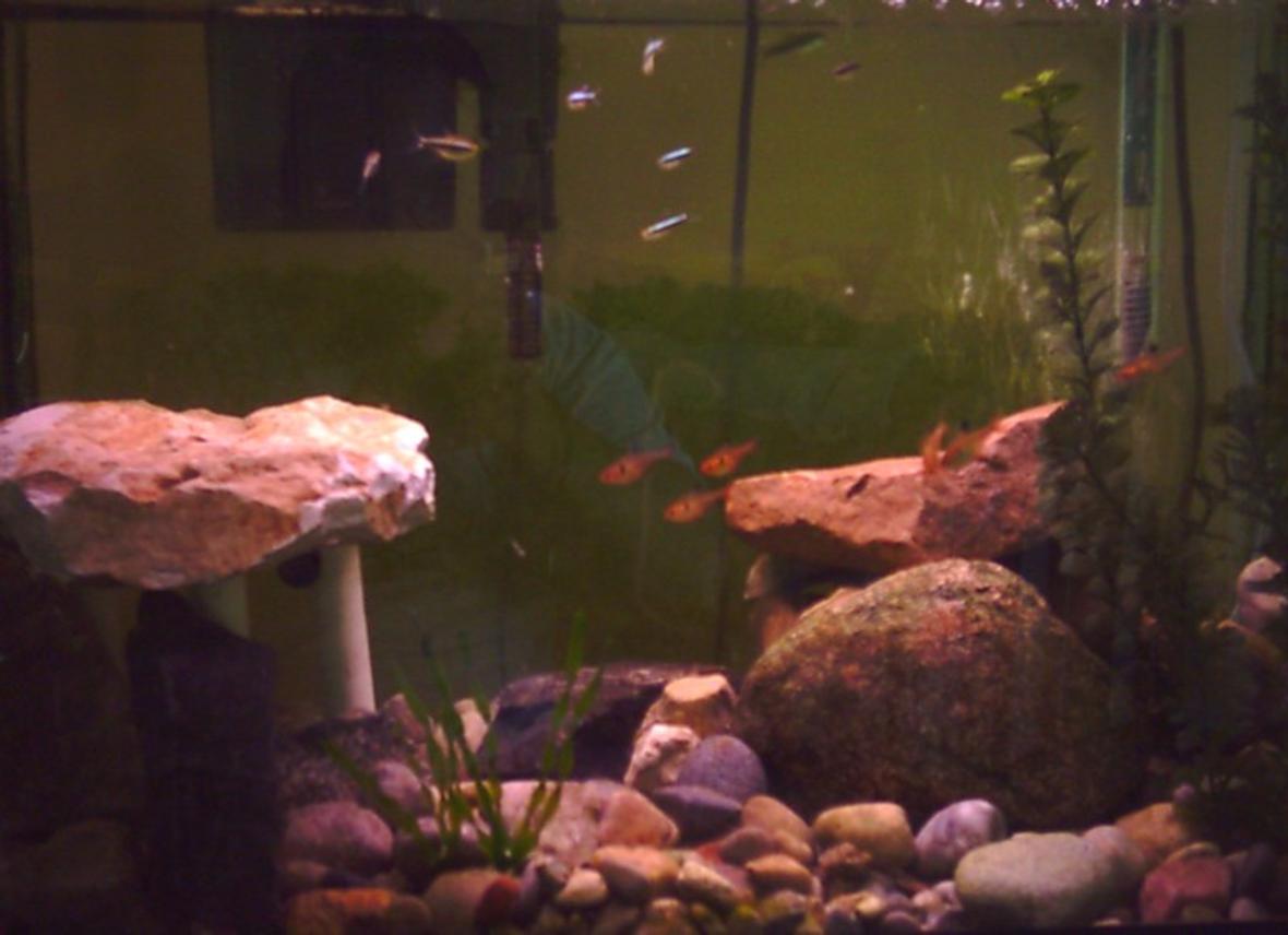 20 gallons freshwater fish tank (mostly fish and non-living decorations) - My 20 gallon high. 8 Black neon tetras; 6 serpae tetras; and 2 yoyo loaches.