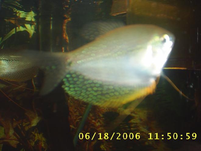 freshwater fish - trichogaster leeri - pearl gourami stocking in 60 gallons tank - my pearl guromi