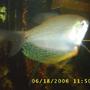 freshwater fish - trichogaster leeri - pearl gourami stocking in 60 gallons tank - my pearl guromi