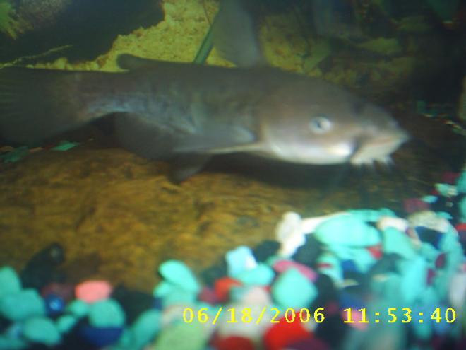 freshwater fish - corydoras aldolfoi - adolfoi cory cat stocking in 60 gallons tank - one of my bull head cat fishes