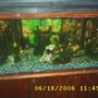 60 gallons freshwater fish tank (mostly fish and non-living decorations) - one of my fish tanks