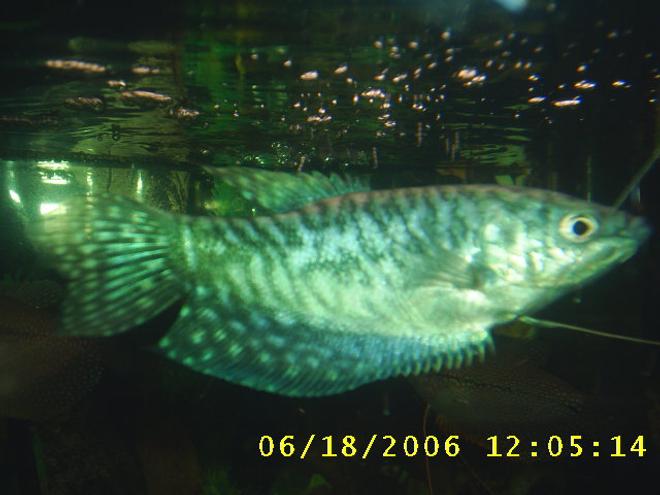 freshwater fish - trichogaster trichopterus - opaline gourami stocking in 60 gallons tank - another guromi
