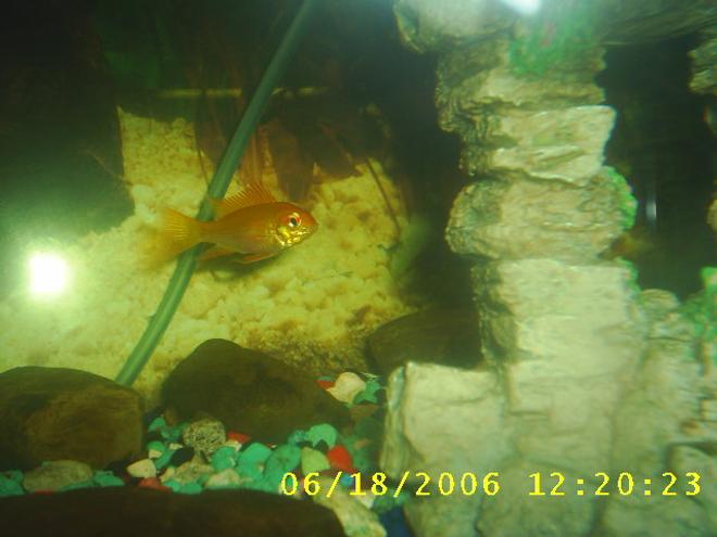 freshwater fish - papiliochromis ramirezi - german gold ram stocking in 60 gallons tank - my baby gold ram