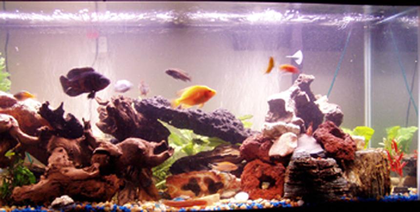 Rated #169: 80 Gallons Freshwater Fish Tank - cichlid tank