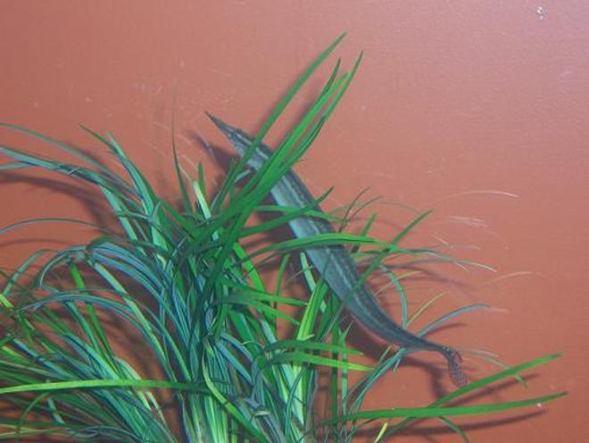 freshwater fish - mastacembelus erythrotaenia - fire eel stocking in 55 gallons tank - 6" Peacock Eel
Ever since i got this fish, he would stay burried beneath the gravel. But ever since i got this seagrass type plant he has been alot more active.