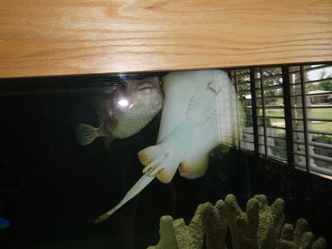 saltwater fish - taeniura lymma - bluespotted stingray stocking in 240 gallons tank - My Huge Puffer and His best buddy the sting ray!