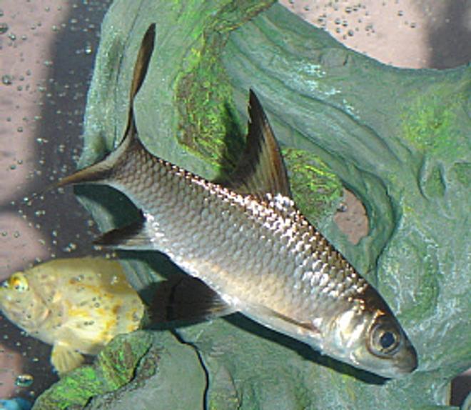 freshwater fish - balantiocheilus melanopterus - bala shark stocking in 55 gallons tank - 4" Bala Shark (with a young albino tiger oscar peeking in)
