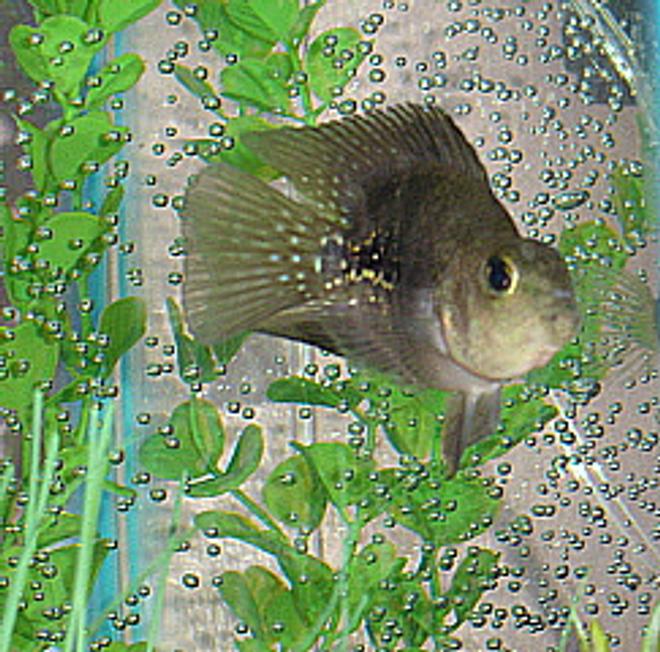 freshwater fish - heros severus x amphilophus citrinellum - blood parrot stocking in 55 gallons tank - Young Parrot Cichlid