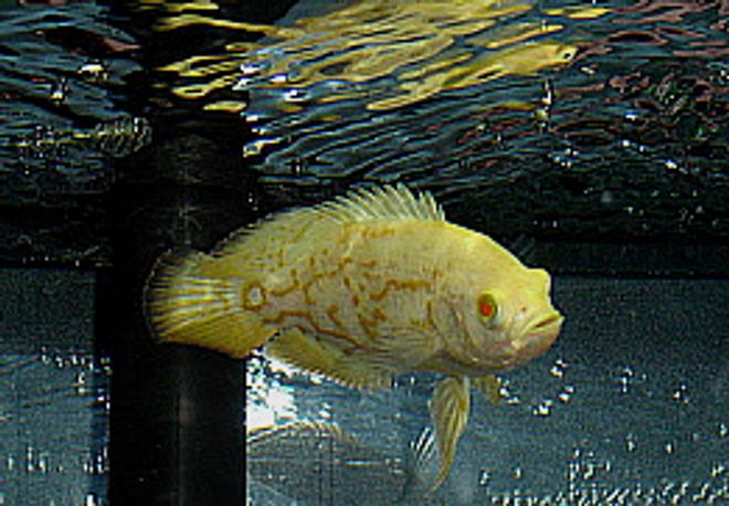 freshwater fish - astronotus ocellatus - albino oscar stocking in 55 gallons tank - Young Albino Oscar (2")