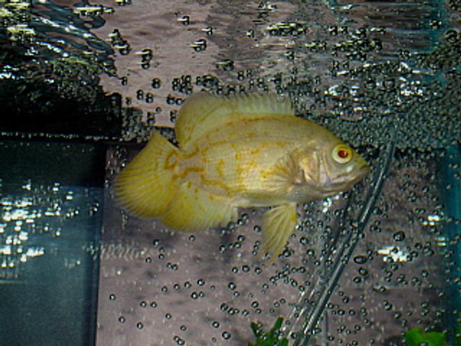 freshwater fish - astronotus ocellatus - albino oscar stocking in 55 gallons tank - Albino Tiger Oscar (immature)