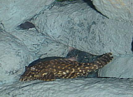 freshwater fish - hifin pleco stocking in 55 gallons tank - HiFin Spotted Pleco