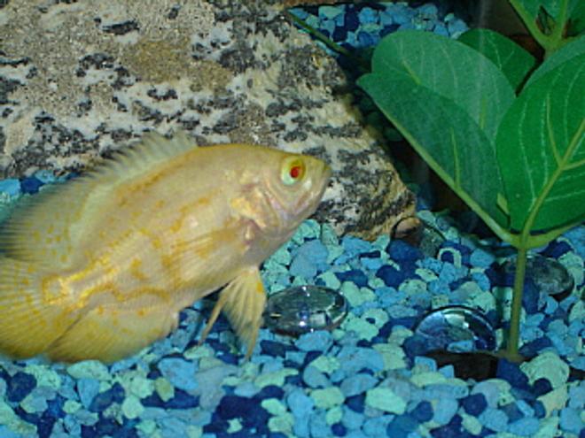 freshwater fish - astronotus ocellatus - albino oscar stocking in 55 gallons tank - Albino Oscar Tiger taking a break