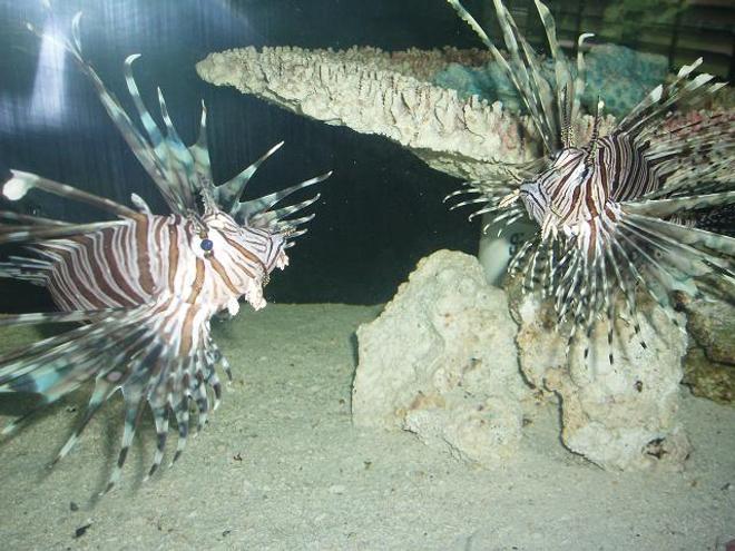 saltwater fish - pterois volitans - volitan lionfish stocking in 240 gallons tank - Morpheus & Trinity