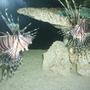 saltwater fish - pterois volitans - volitan lionfish stocking in 240 gallons tank - Morpheus & Trinity