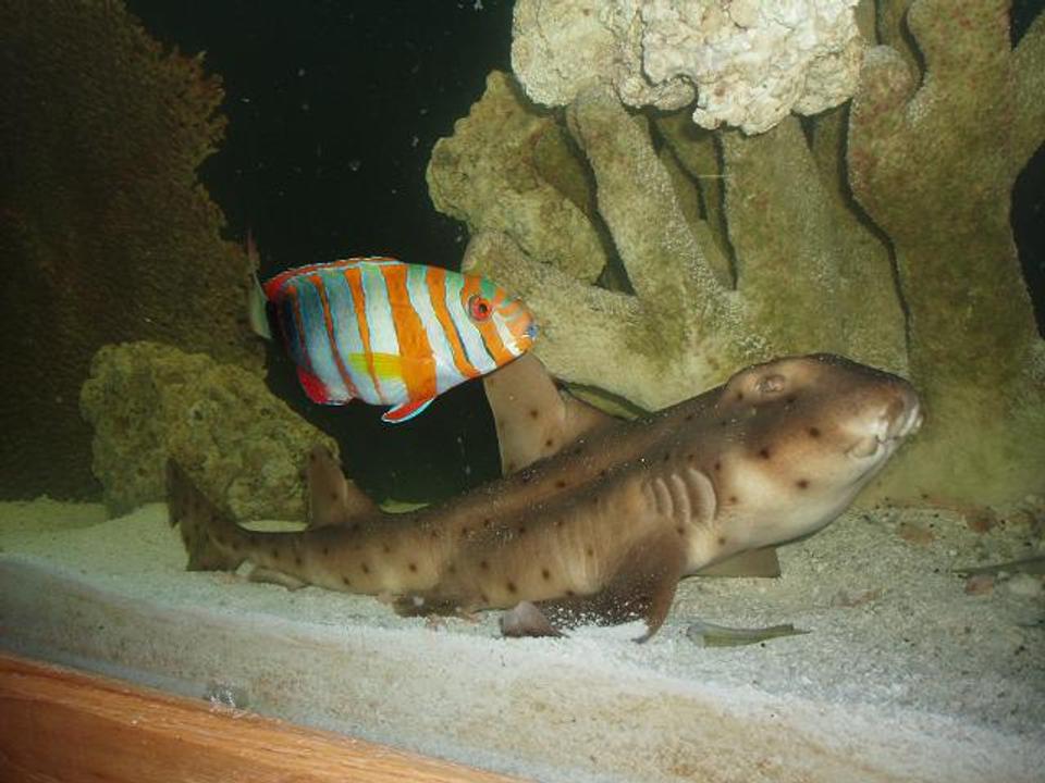 saltwater fish - heterodontus francisci - horn shark stocking in 240 gallons tank - This is my show size Harlequin tusk "Big Tiggah" & My Horn Shark "Gambit"! Hope you like.