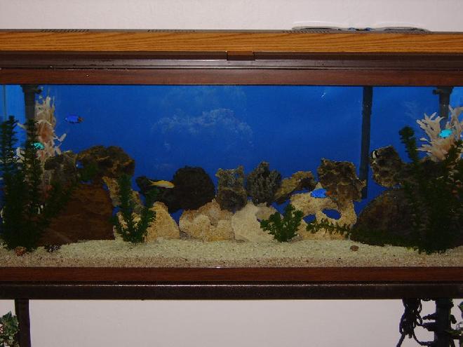 55 gallons saltwater fish tank (mostly fish, little/no live coral) - my past time