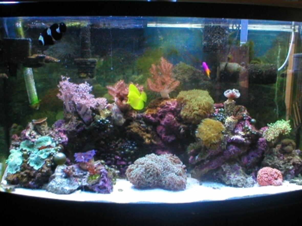 46 gallons reef tank (mostly live coral and fish) - The beauty!