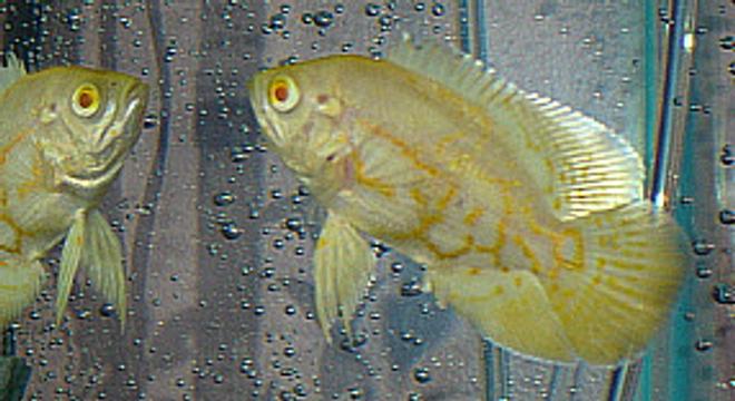 freshwater fish - astronotus ocellatus - albino oscar stocking in 55 gallons tank - Albino Oscar is a little obsessed with his reflection