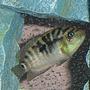 freshwater fish - nandopsis octofasciatum - jack dempsey stocking in 55 gallons tank - Immature Jack Dempsey