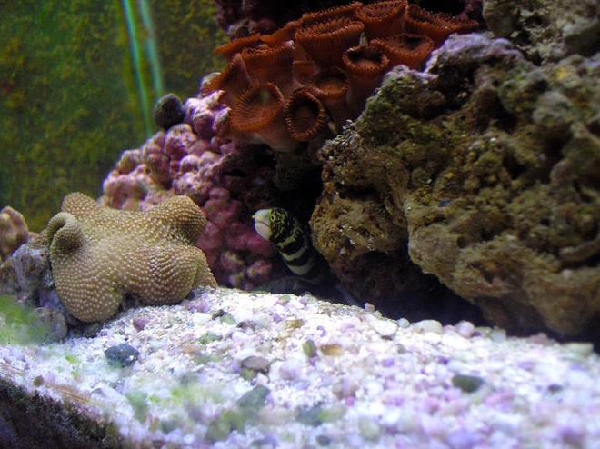 corals inverts - sarcophyton sp. - toadstool mushroom leather coral stocking in 55 gallons tank - Snowflake Eel
