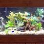 55 gallons freshwater fish tank (mostly fish and non-living decorations) - 55 GALLON COMMUNITY