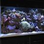 55 gallons reef tank (mostly live coral and fish) - my reef