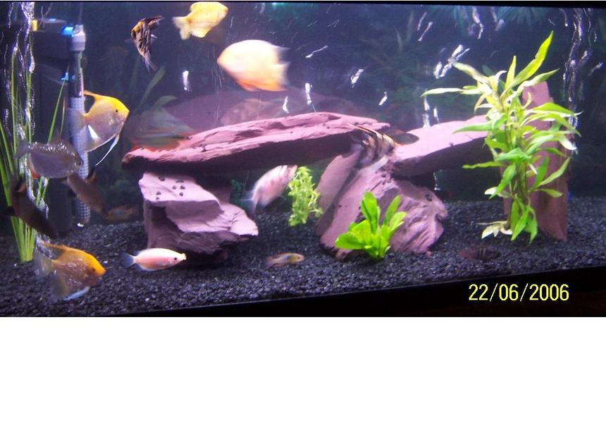 Rated #215: 45 Gallons Freshwater Fish Tank - my tank a new setup with less decorations and more plants