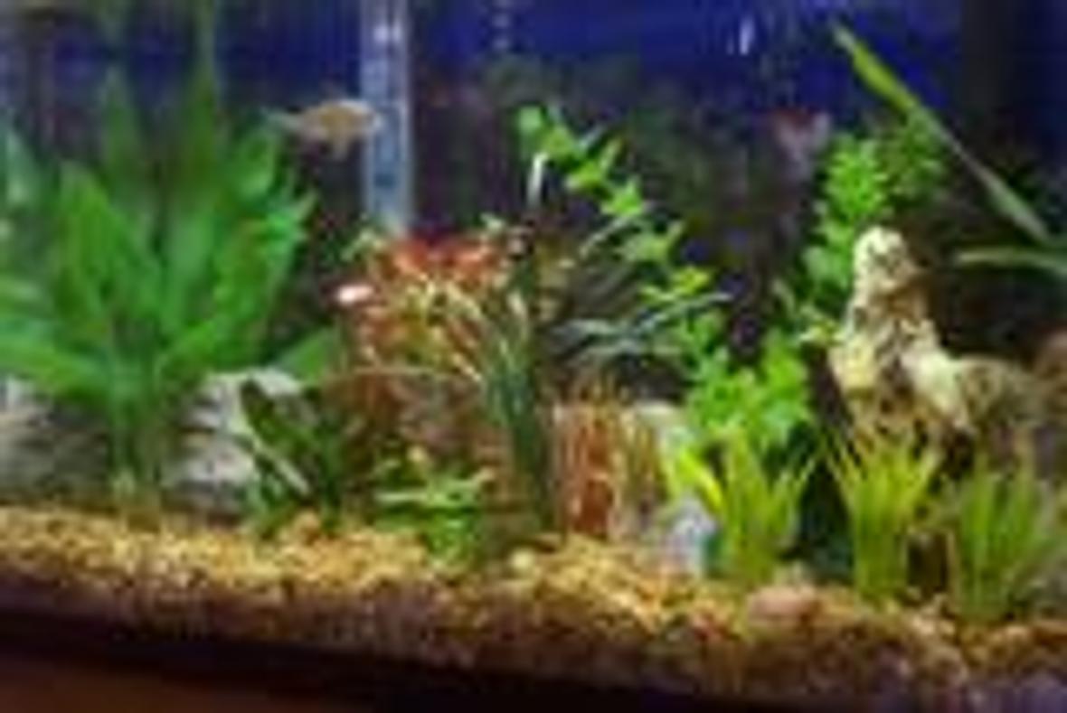 20 gallons freshwater fish tank (mostly fish and non-living decorations) - This is my 20gall tank with 30 power filter, heater, and 15 flourecent light. It houses 3 albino cory (soon to be 3 more panda cories), 1 otto, 2 bolivian rams, and 6 neon tetra, semi planted, with pea gravel, red ludgwiga, mondo grass, java moss, and java fern.