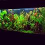 55 gallons planted tank (mostly live plants and fish) - standard 55 gallon - 48"x12"x22". EcoComplete substrate, 2x96 watt PC lighting, 2x1 liter DIY yeast CO2 with active diffuser. AquaClear 70 filter with foam and Biomax. Adding trace, N, P, K and Excel every other day.