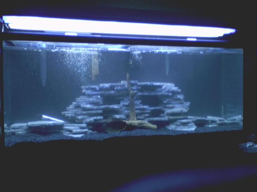 Rated #245: 55 Gallons Freshwater Fish Tank - Our soon to be chiclid tank!!